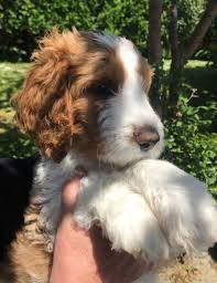 We are a family breeder, having only 2 litters per year. Springerdoodle Puppies For Sale Sensible Offers Newcastle Emlyn Ceredigion Pets4homes