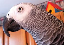 african grey parrots as pets pethelpful