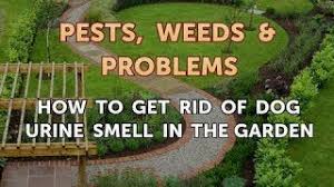 dog urine smell in the garden