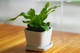 Eine sehr gute zimmerpflanze für das schlafzimmer ist beispielsweise der bogenhanf, der mit seinen blättern nicht nur staub fängt, sondern auch schadstoffe aus der raumluft filtert. Zimmerpflanzen Als Naturliche Einschlafhilfe Und Fur Gesunden Schlaf