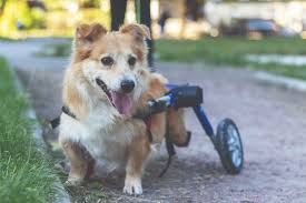 wheelchairs for disabled dogs whole