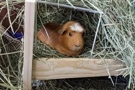 can guinea pigs eat pine needles
