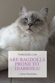 Natural cat food picks for cats with ibs/ibd symptoms. Are Ragdoll Cats Prone To Diarrhea Purr Craze