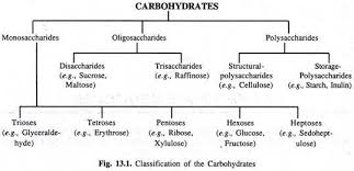 Image Result For Classification Of Carbohydrates Metabolism