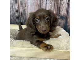 dachshund puppy brown white id 17290