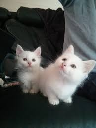 Cat for adoption munchkin a domestic short hair in. Munchkin Cat Breeders Malaysia Cat S Blog
