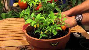 Pick the fruit as needed when it has reached a good size. How To Grow Pepper Plants Inside Youtube