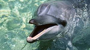 dolphin teeth water hd wallpaper peakpx