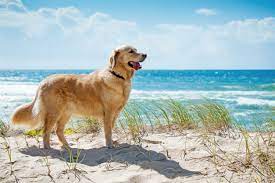 jacksonville area dog friendly beaches