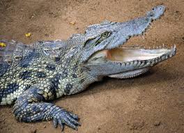 When Crocodiles And Alligators Get The Munchies | A Moment of Science -  Indiana Public Media