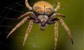 10 spiders in california az s