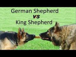 German Shepherd Vs King Shepherd Breed Info And Comparison