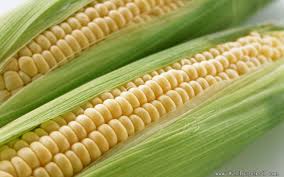 Image result for MAIZE