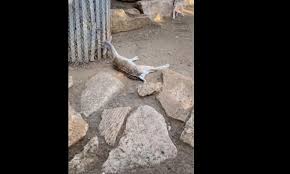 Limassol A Dead Deer At The Zoo Sparks