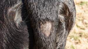 alopecia in dogs an owner s guide to