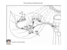 The Leaf As A Chemical Lab Lesson Charts Photosynthesis