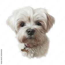 portrait of shih tzu dog shih poo toy