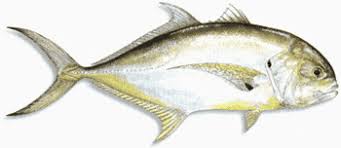 Fish On Charters Mississippi Gulf Waters Fish Species