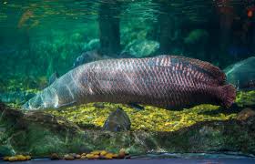 amazon river fish best known species
