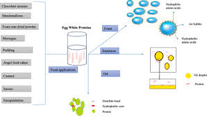 egg white proteins