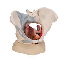 Created by physicians for you to help you understand the pelvic floor. Anatomical Teaching Models Plastic Human Pelvic Models Female Pelvis With Ligaments Pelvic Floor Muscles And Organs