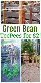 Green Bean Tee Trellis