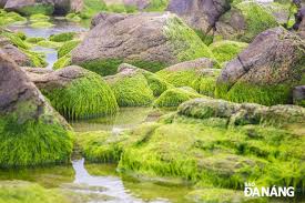green moss covered nam o reef attracts