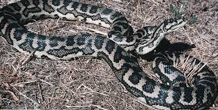 southwestern carpet python from two