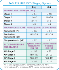 Canine Chronic Kidney Disease Diagnostics Goals For Long