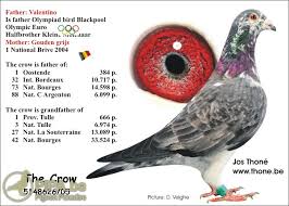 Resultado de imagem para jos thoné pigeon