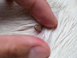 how to remove ticks vets now