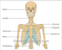 Muscle anatomy get body smart muscular system wikipedia the free encyclopedia, picture of muscle anatomy get body smart muscular system wikipedia the free encyclopedia Welcome To Ms Reed S 4th Grade Class Human Body