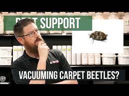 carpet beetles pest support