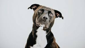 The modern american staffordshire terrier as we know them had its ancestors in england and came from mixing terrier breeds and bulldogs. Labrastaff Mixed Dog Breed Pictures Characteristics Facts