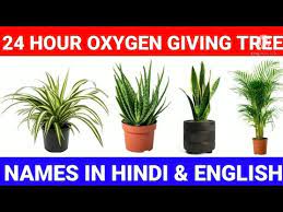 24 Hour Oxygen Giving Plants Names In