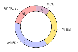 the cell cycle mitosis meiosis a