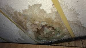 mold to look out for after water damage