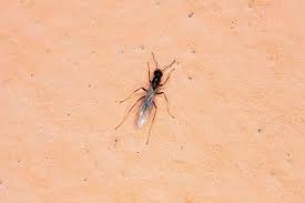 do sugar ants bite purcor pest