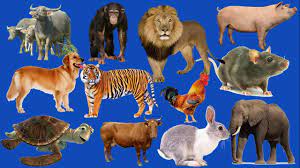 Dạy bé tập nói, tập đọc tên các con vật / Nhận biết tên các con vật / Thế  giới động vật - Thanh nấm - Công Ty Dịch Vụ Chống Thấm Tín Phát