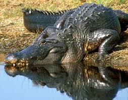 The History of Alligators in Texas - TPWD