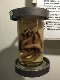 Grass snake wet specimen - ZooChat