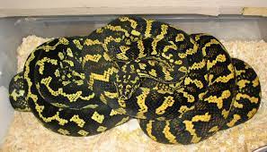 jungle carpet pythons at aar