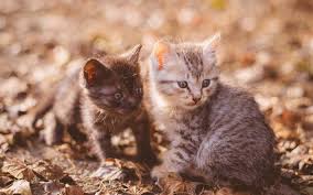 Is there anything more captivating than pictures of cute persian kittens? Download Wallpapers Small Cute Kittens American Shorthair Cat Black Kitten Forest Pets Gray Kitten Cute Animals Cats For Desktop Free Pictures For Desktop Free