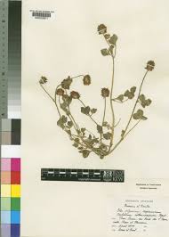 Trifolium isthmocarpum Brot. | Plants of the World Online | Kew ...