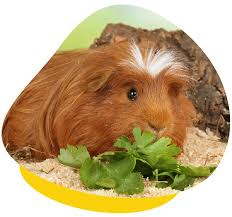 caring for guinea pigs feeding