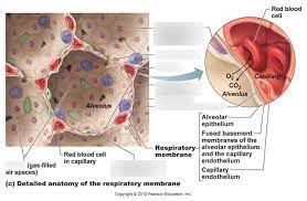 The Respiratory Membrane Diagram