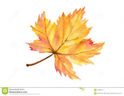 Image result for autumn leaf images