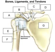 This diagram depicts shoulder skeletal anatomy with parts and labels. Shoulder Bones And Ligaments Anatomy Diagram Quizlet