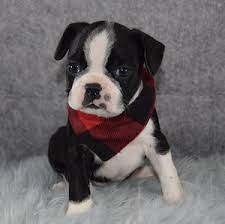 Browse thru our id verified puppy for sale listings to find your perfect puppy in your area. Boston Terrier Puppies For Sale In Pa Boston Puppies Adoptions