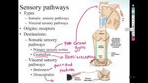 chapter 15 sensory and motor pathways